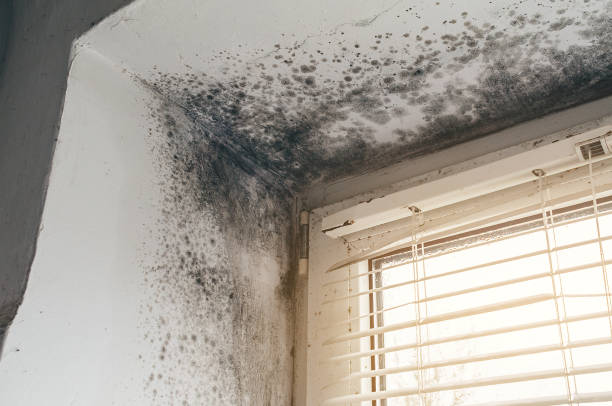 Trusted Attic Mold Removal service in Chatham, VA - Cheap Mold Removal